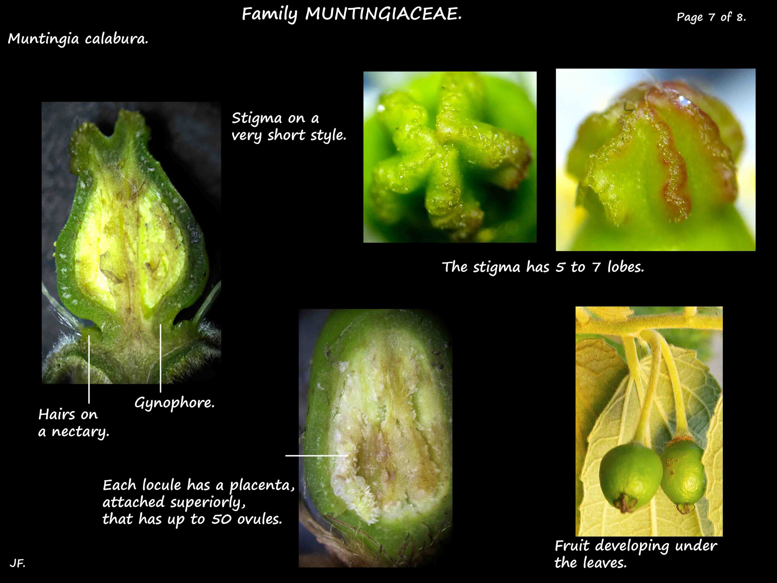 7 Muntingia ovary & nectaries